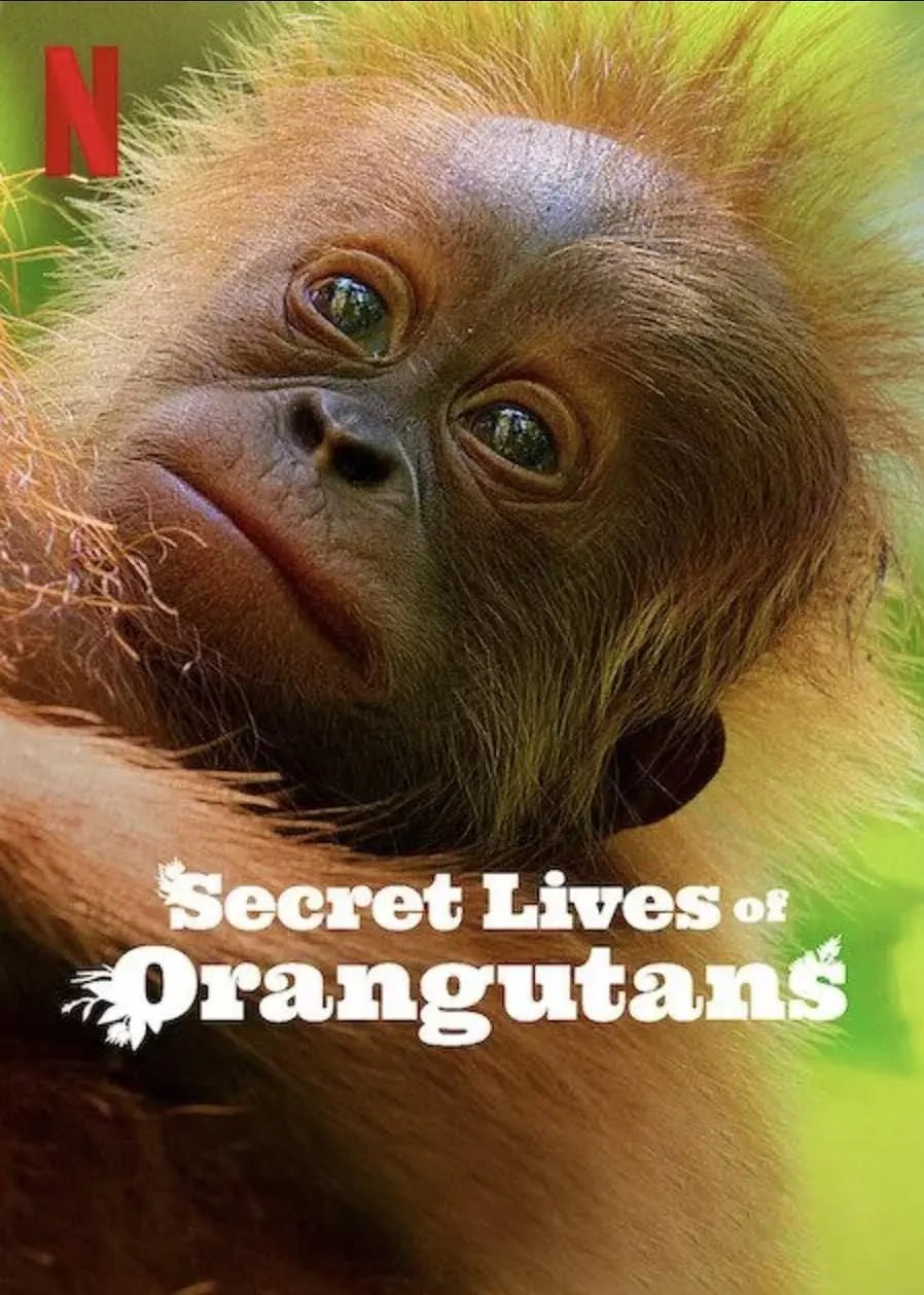 红毛猩猩的秘密生活 Secret Lives of Orangutans (2024)