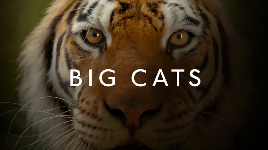 大猫 Big Cats (2018)