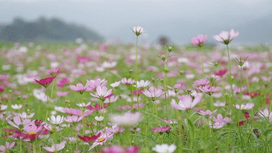 小红书动态花海AI玩法，我们实操3天