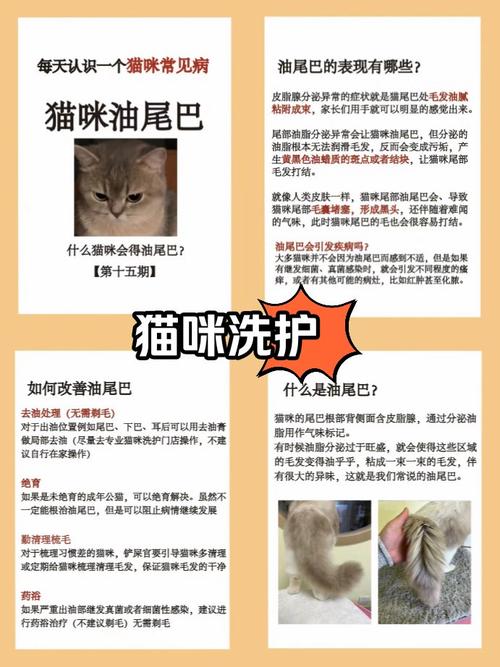 猫咪疗愈长视频拆解 &油管频道运营技
