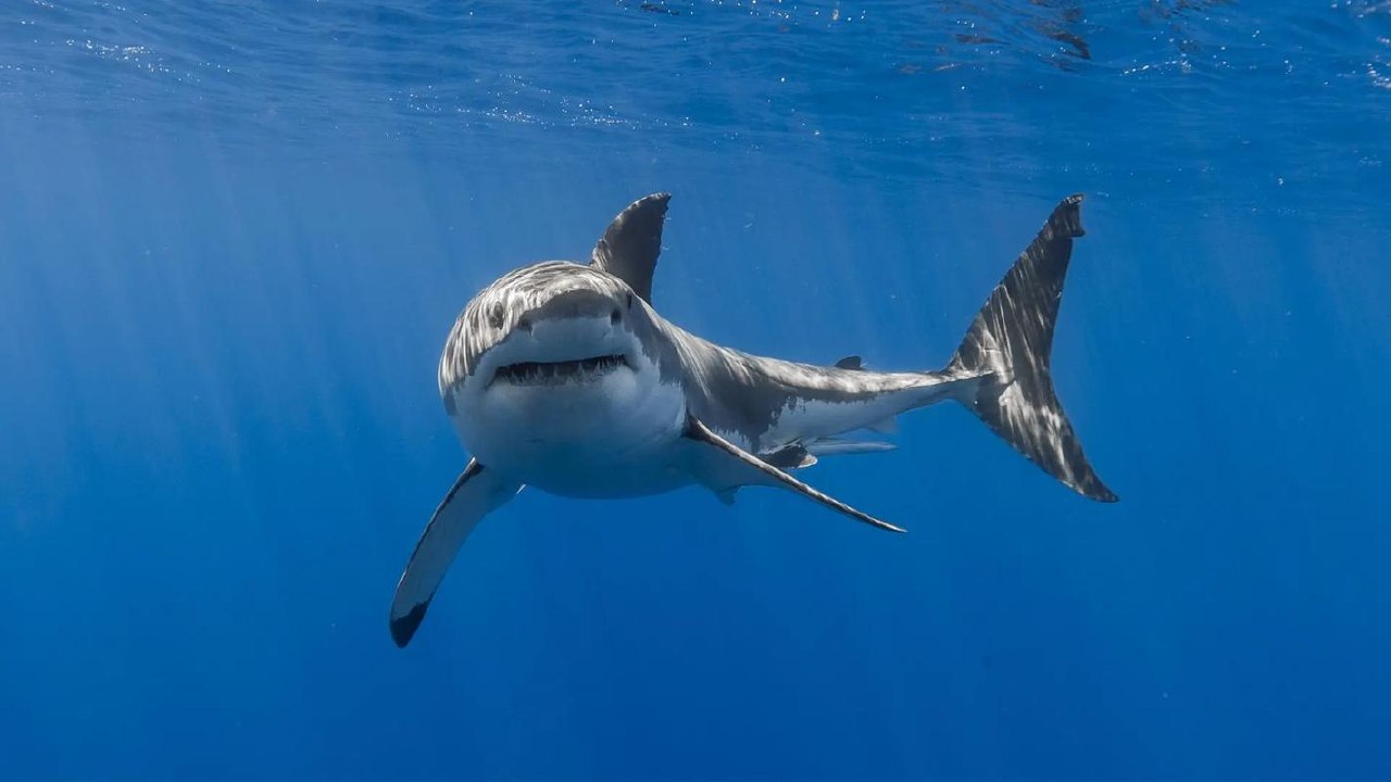 shark鲨鱼逆向VIP1-3教程合